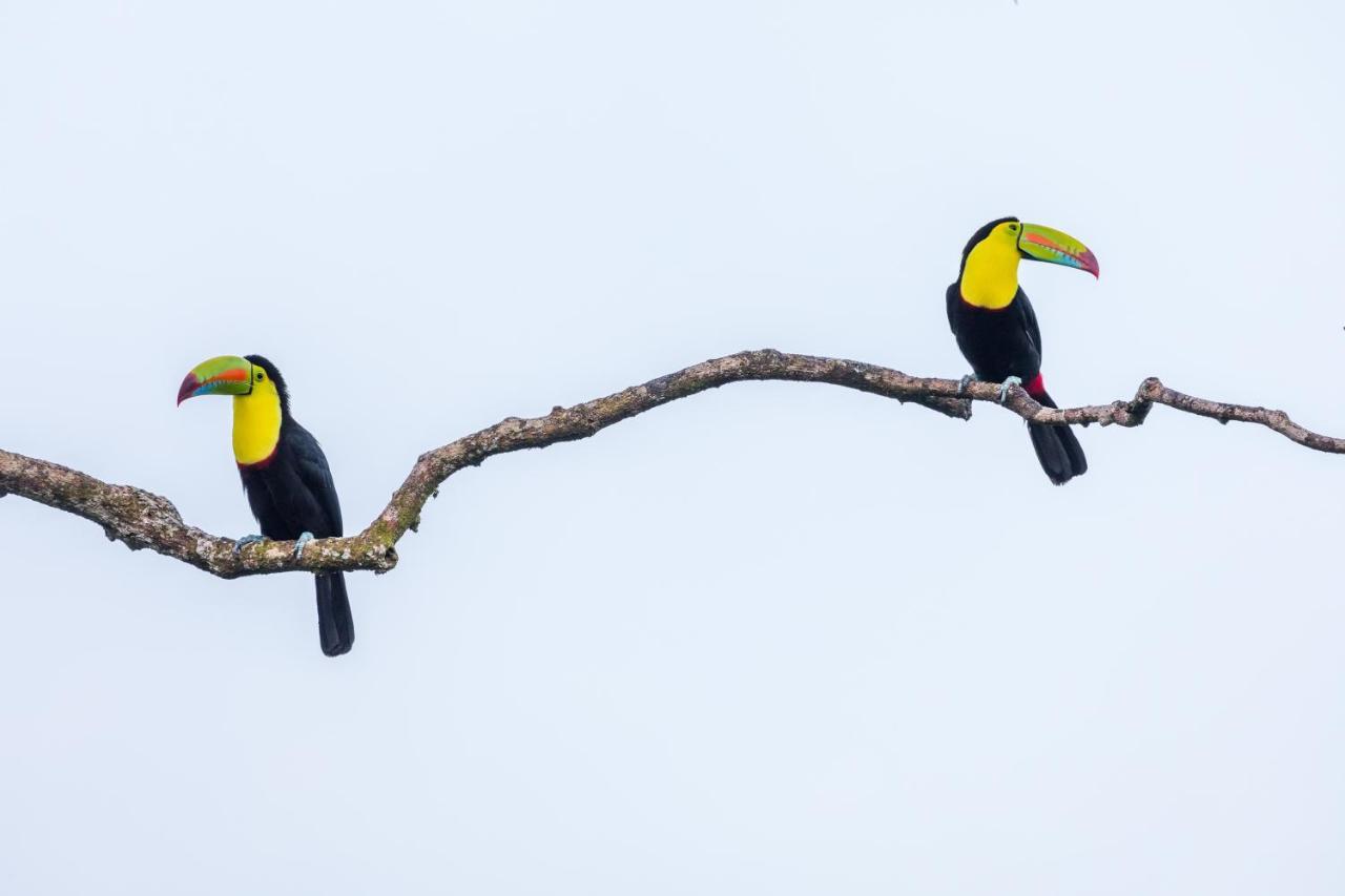 Posada Nena Caribe Puerto Viejo de Talamanca Exteriör bild